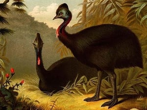 Cassowaries by Friedrich Wilhelm Kuhnert - Art Print
