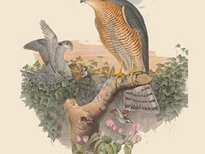 Accipitur Nisus - Sparrow Hawk by John Gould - Art Print