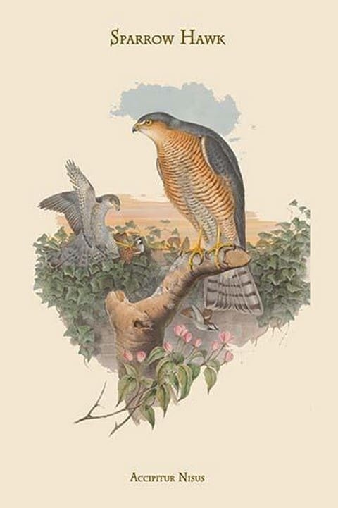 Accipitur Nisus - Sparrow Hawk by John Gould - Art Print
