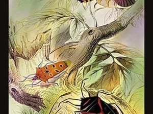 Insects: Pentatoma Rutilans and Raphigaster Incarntus by James Duncan - Art Print