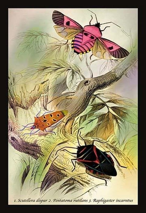 Insects: Pentatoma Rutilans and Raphigaster Incarntus by James Duncan - Art Print