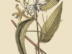 Vanilla Plant by Mark Catesby #2 - Art Print