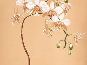 Phalenopsis Stuartiana; Philippine Orchid by H.G. Moon #2 - Art Print