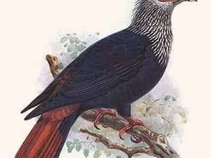 Alectrooenas Nitidissima by Lionel Walter Rothschild - Art Print