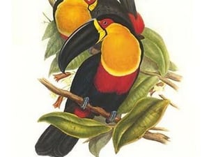 Ariel Toucan by John Gould #2 - Art Print