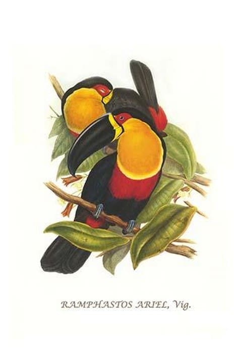 Ariel Toucan by John Gould #2 - Art Print