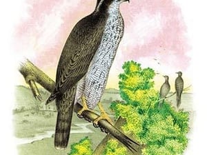 The Ash-Colored or Black-Cap Hawk by Theodore Jasper - Art Print
