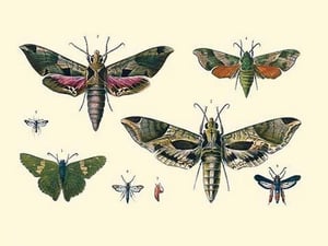 Insect Study #5 - Art Print