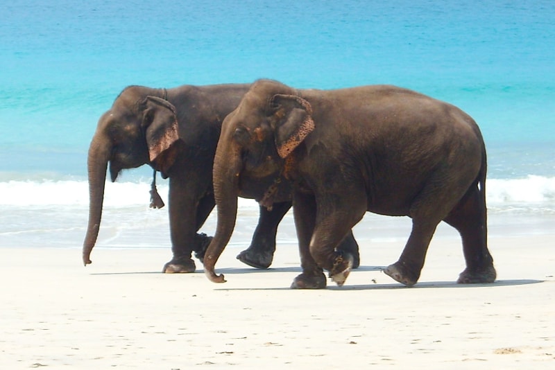 Andaman & Nicobar islands - paradise islands you should visit 