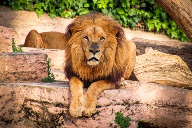 Zoo von Barcelona