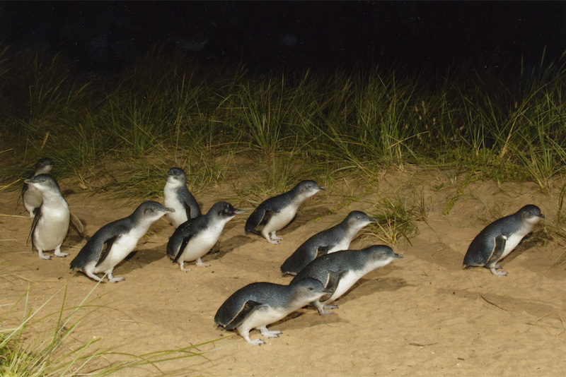 Penguin parade in Phillip Island - Fun things to do in Australia