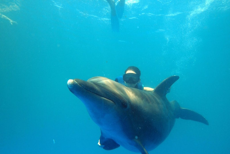 Swim with dolphins - Fun things to do in Australia