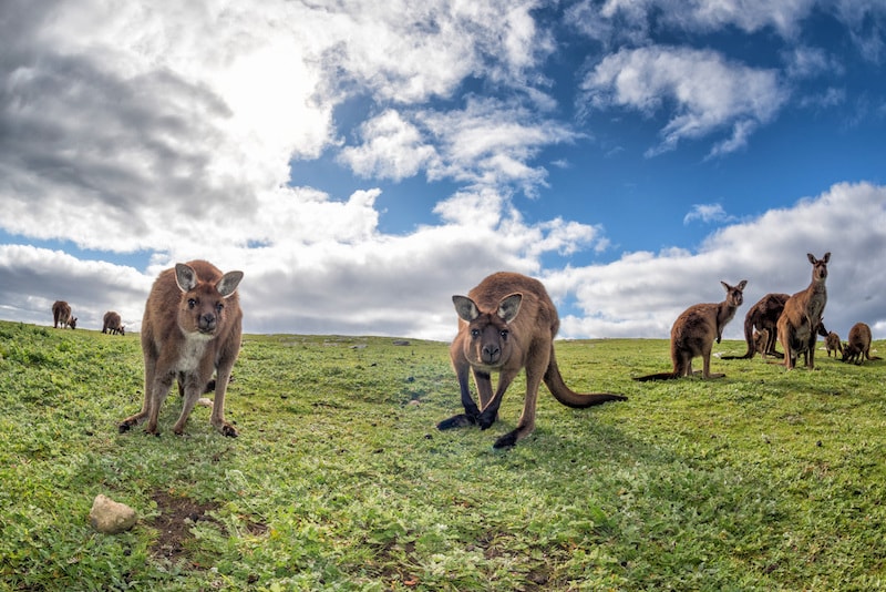  Kangaroo Island - Fun things to do in Australia