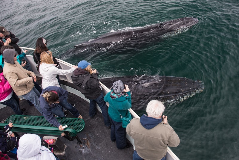 Ammirare le balene - Cose da Fare, Vedere e Mangiare in Australia