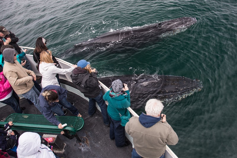 Whale watching - Fun things to do in Australia