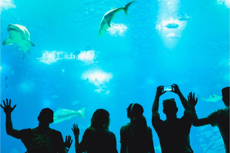 Lisbon Oceanarium - Things to do in Lisbon - Must see, must do, must eat