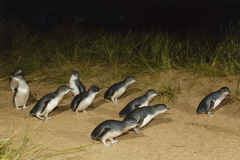 des pingouins à Phillip Island - Que faire en Australie