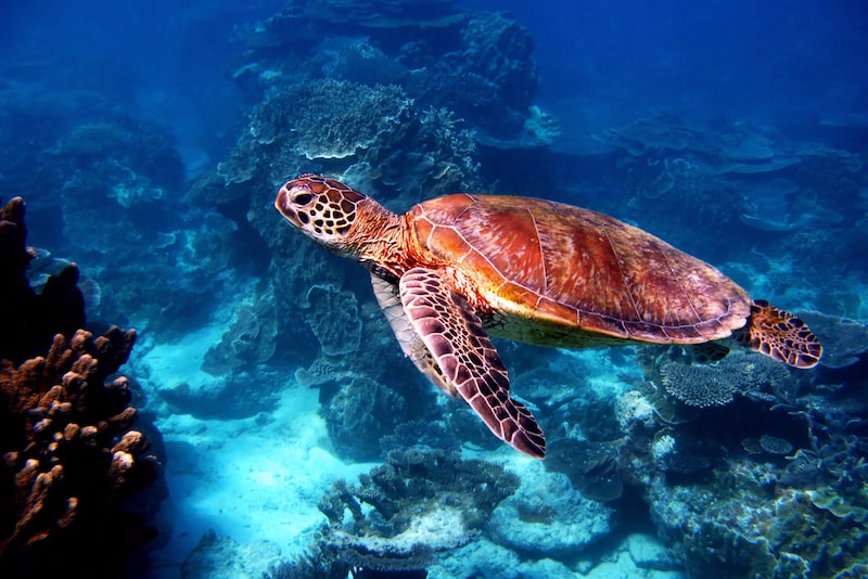 La Grande Barrière de Corail - Que faire en Australie