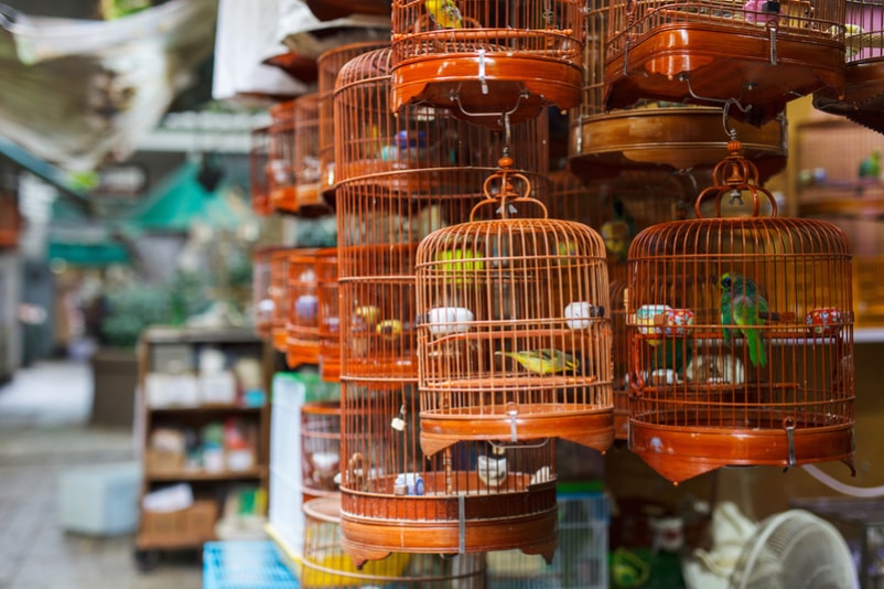 Marché aux oiseaux - Choses à faire à Hong Kong