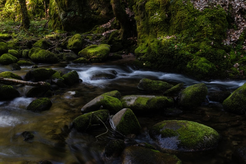 Foresta Nera - Lista dei Desideri