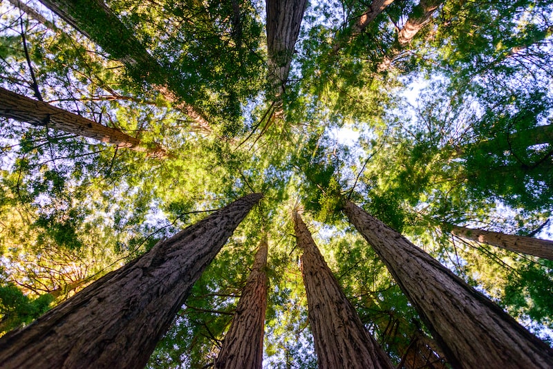 Muir Wood National Monument - Choses à faire à San Francisco
