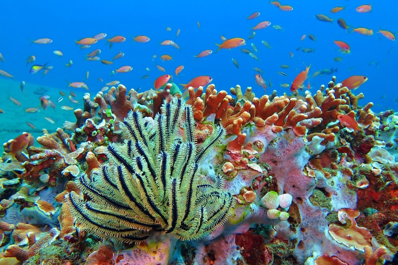 Wakatobi - isole in Asia