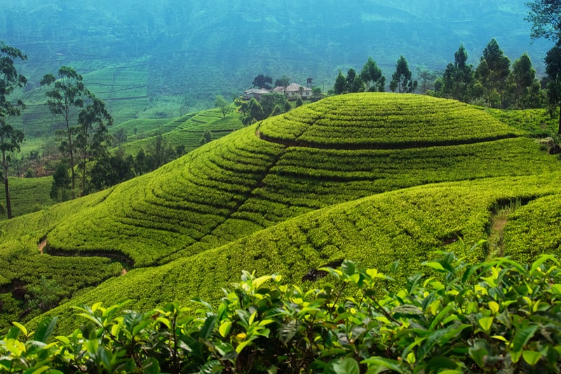 Nuwara Eliya Tea Plantation - Places to Visit in Sri Lanka