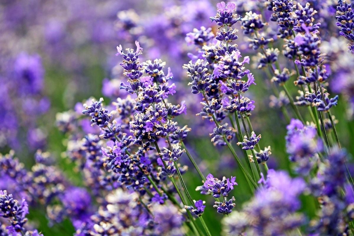 Wanaka Lavender Farm, New Zealand