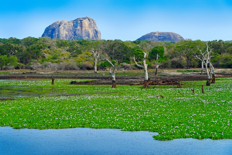 Yala National Park Landscape - Places to Visit in Sri Lanka