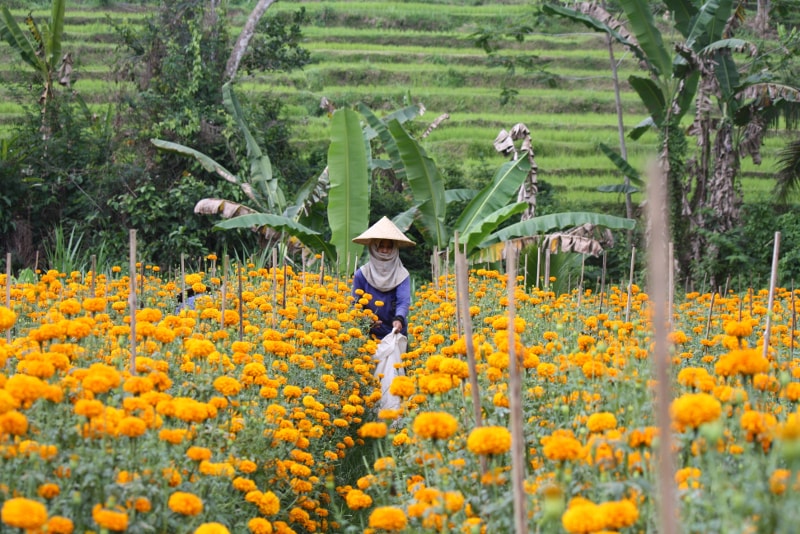 Marigold Field Forever - Unterhaltsame Aktivitäten in Bali