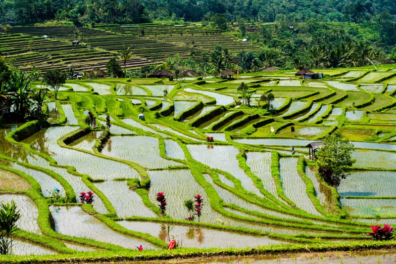 Jatiluwih - Choses à faire à Bali