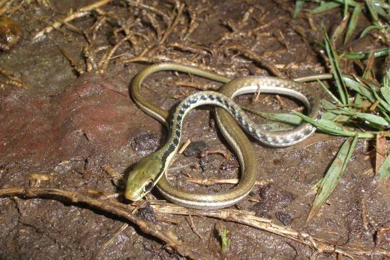 serpent à bali - Choses à faire à Bali