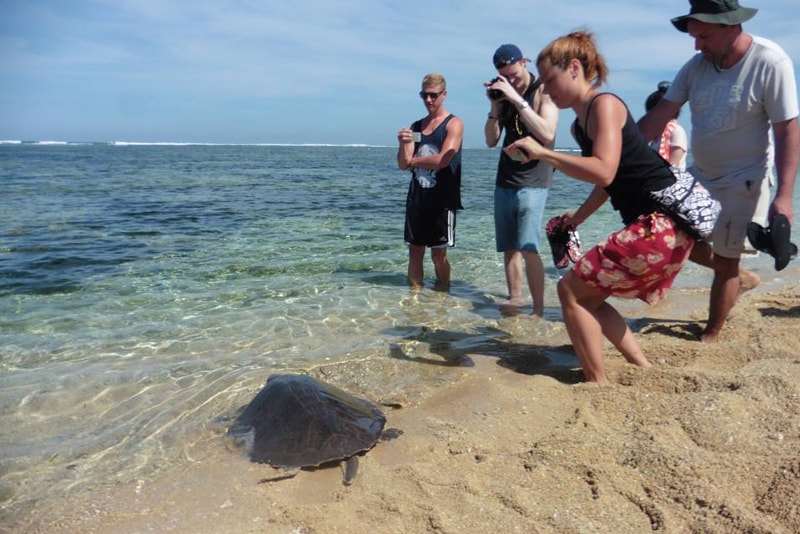 Turtle Breeding Sanctuary - Unterhaltsames in Bali