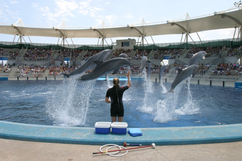Oceanografic Valencia Dolphin Show