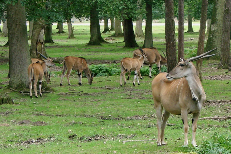 Thoiry Zoo Tagesausflüge von Paris