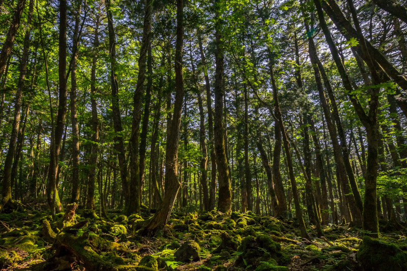 Aokigahara escursioni da Tokyo