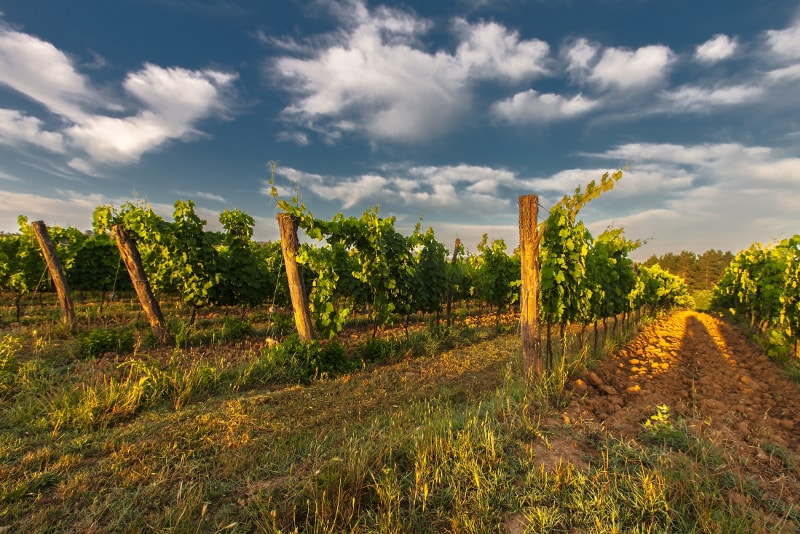 Arezzo Weinberge