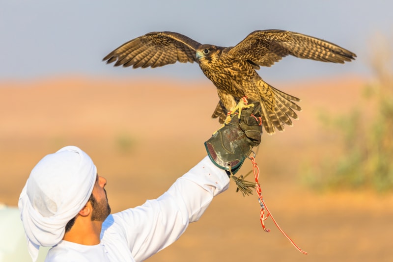 Falconry in Dubai desert