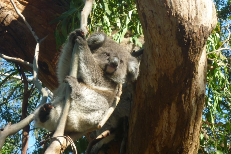 The Koala Conservation Centre in Phillip Island