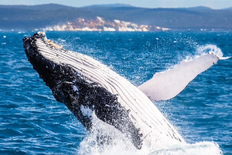 Whale watching - Escursioni giornaliere da Reykjavik