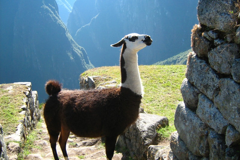 Machu Picchu Lama