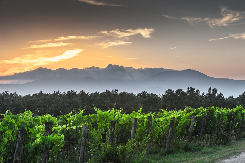 Weinberge bei Sonnenaufgang