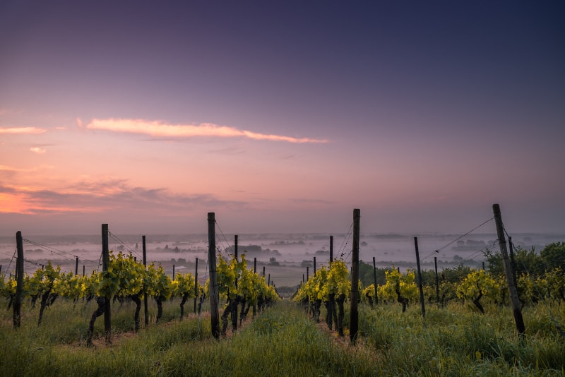 Vineyeards bei Sonnenuntergang in der Nähe von Rom