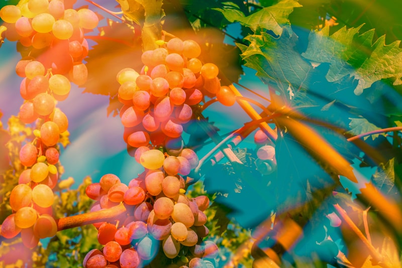 Wine grapes