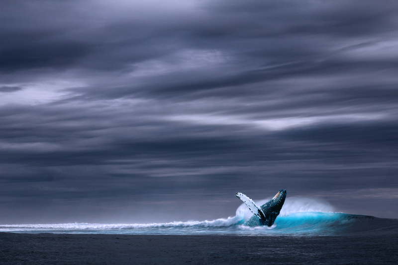 Northern Lights Tour with Whale Watching