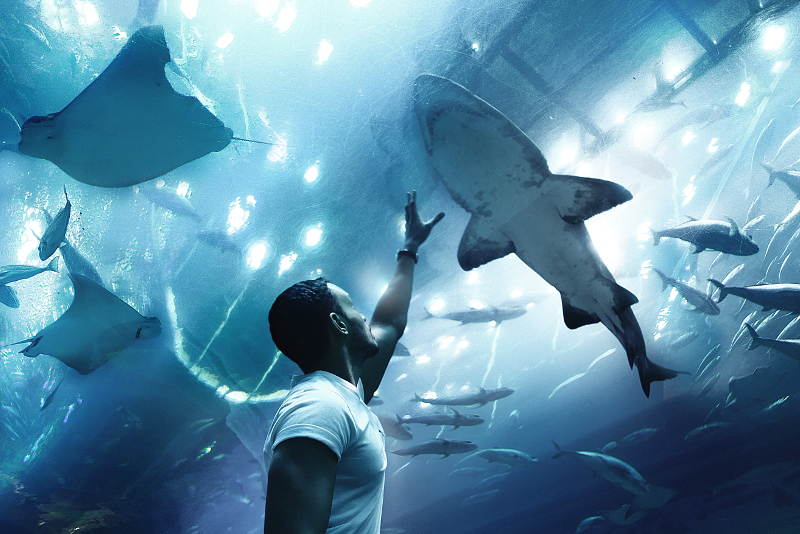 Dubai Aquarium & Underwater Zoo - 18 Best Things to Do on a Stopover from Dubai Airport