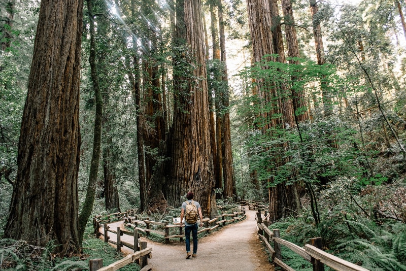 Muir Woods y Sausalito