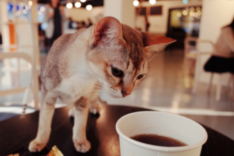 Qi Let Cat Cafe - things to do in Shanghai