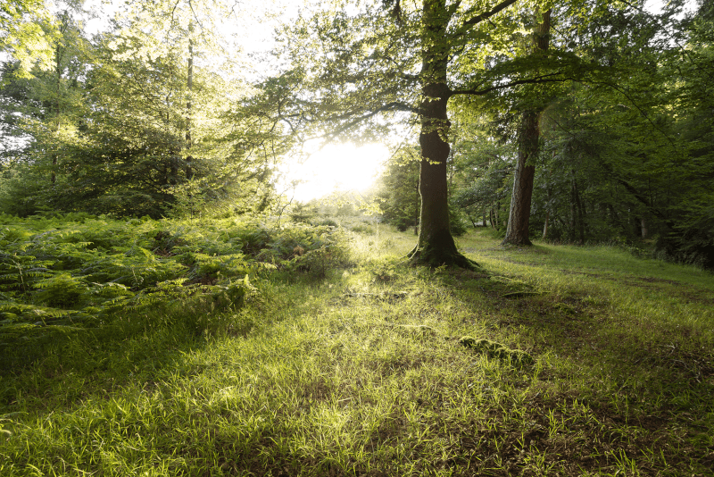 New Forest National Park - Excursiones de un día desde Londres