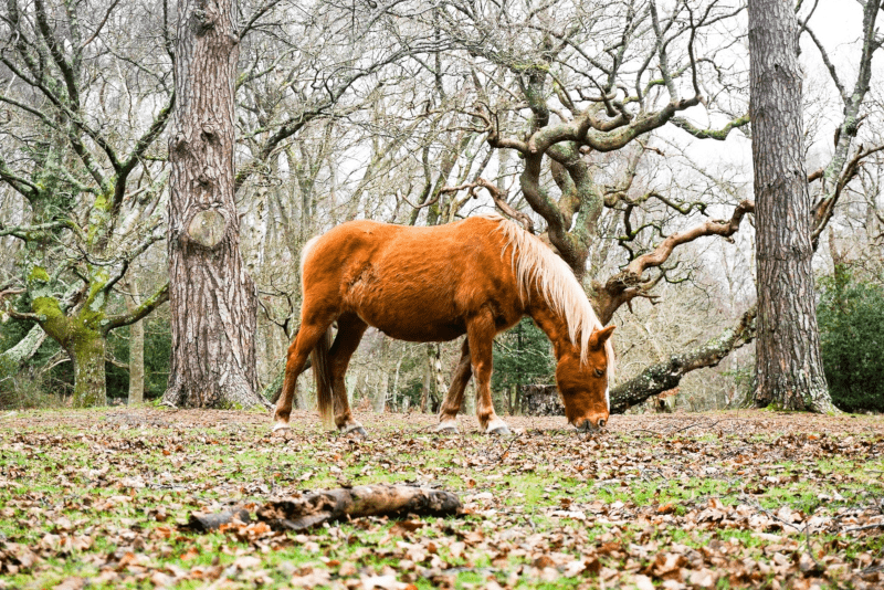 New Forest National Park - Day Trips From London